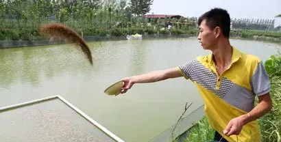 泥鳅饲料的选择和投喂方式