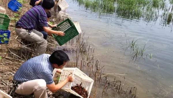 网箱养小龙虾技术