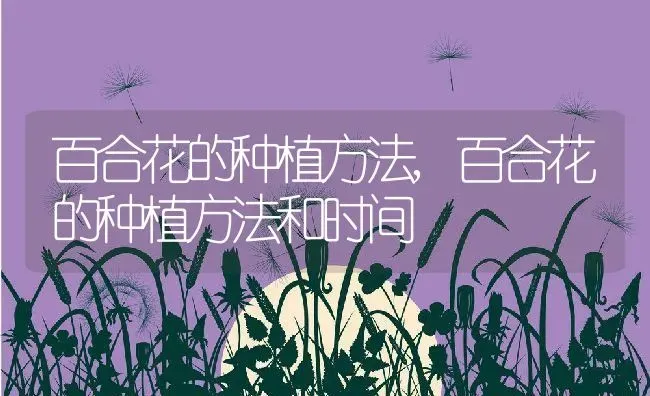 百合花的种植方法,百合花的种植方法和时间 | 宠物百科知识