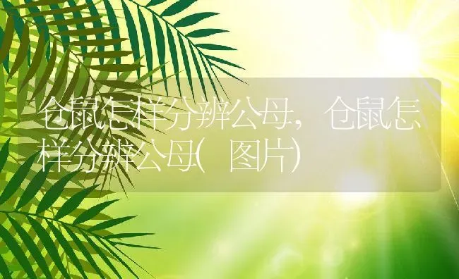 仓鼠怎样分辨公母,仓鼠怎样分辨公母(图片) | 宠物百科知识