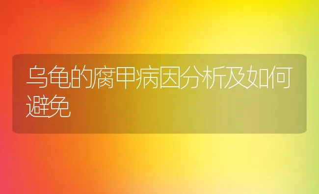 乌龟的腐甲病因分析及如何避免 | 水产养殖知识