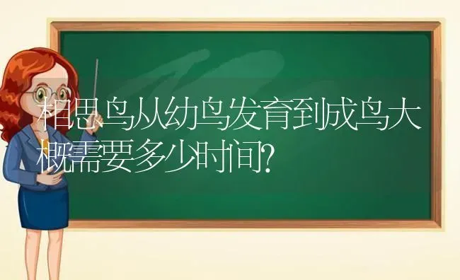 相思鸟从幼鸟发育到成鸟大概需要多少时间？ | 动物养殖问答