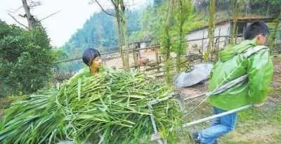 永安市小陶镇坚村养鸸鹋的大学生夫妻