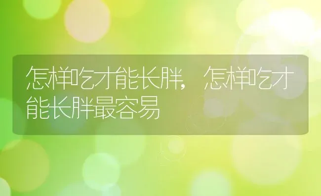 怎样吃才能长胖,怎样吃才能长胖最容易 | 宠物百科知识