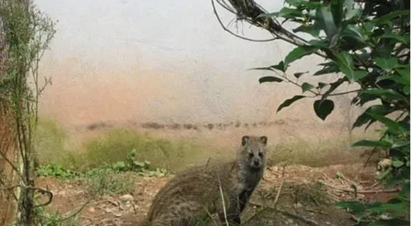 小灵猫人工养殖技术 小灵猫的药用价值