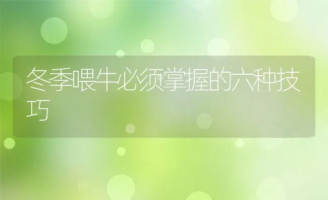 冬季喂牛必须掌握的六种技巧 | 动物养殖学堂