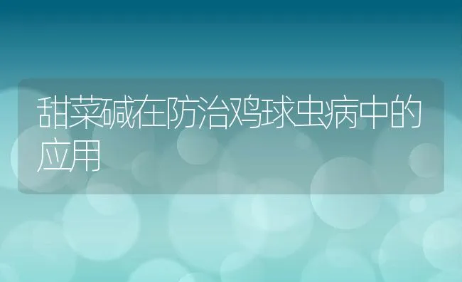 甜菜碱在防治鸡球虫病中的应用 | 动物养殖饲料