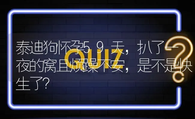 泰迪狗怀孕59天，扒了一夜的窝且烦躁不安，是不是快生了？ | 动物养殖问答