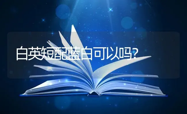 白英短配蓝白可以吗？ | 动物养殖问答