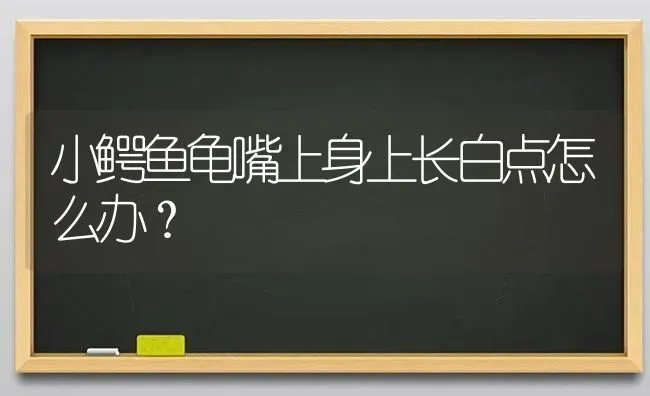 小鳄鱼龟嘴上身上长白点怎么办？ | 动物养殖问答