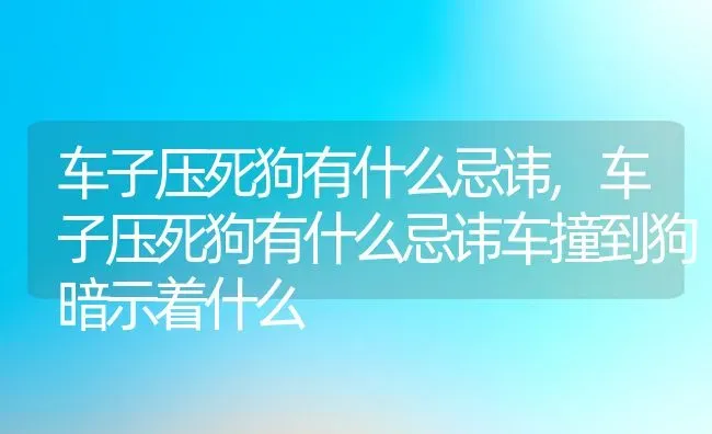 车子压死狗有什么忌讳,车子压死狗有什么忌讳车撞到狗暗示着什么 | 宠物百科知识