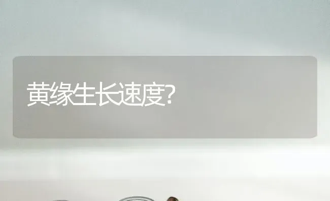 1岁的比熊犬还是幼犬吗？ | 动物养殖问答