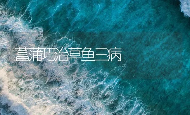 菖蒲巧治草鱼三病 | 海水养殖技术