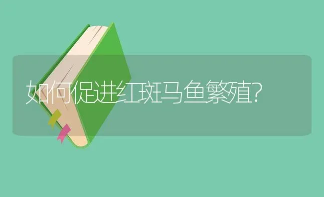 如何促进红斑马鱼繁殖？ | 鱼类宠物饲养