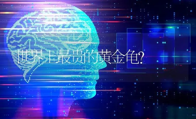 世界上最贵的黄金龟？ | 动物养殖问答