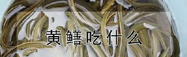 黄鳝吃什么