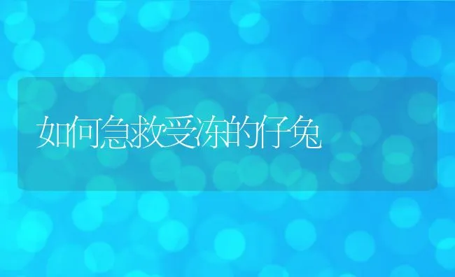 如何急救受冻的仔兔 | 水产养殖知识