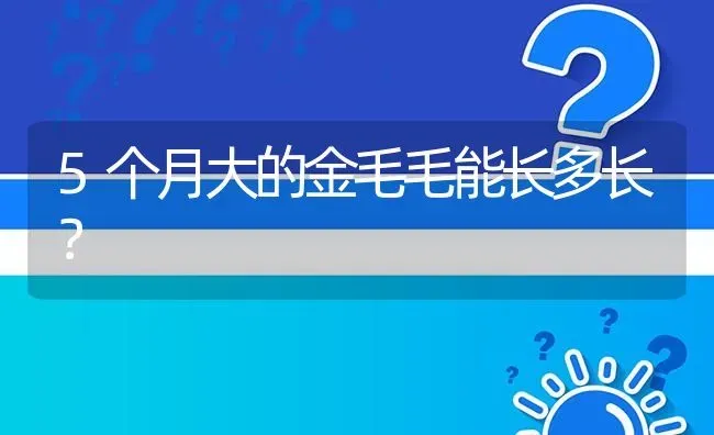 5个月大的金毛毛能长多长？ | 动物养殖问答