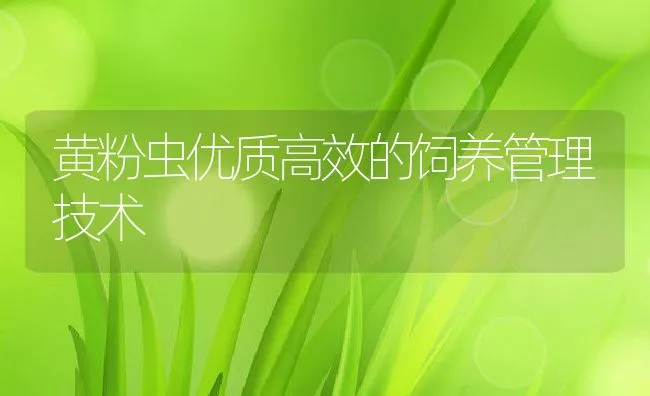 黄粉虫优质高效的饲养管理技术 | 水产养殖知识