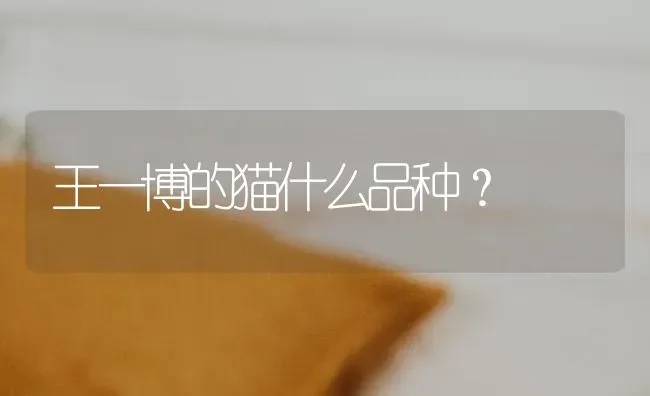 王一博的猫什么品种？ | 动物养殖问答