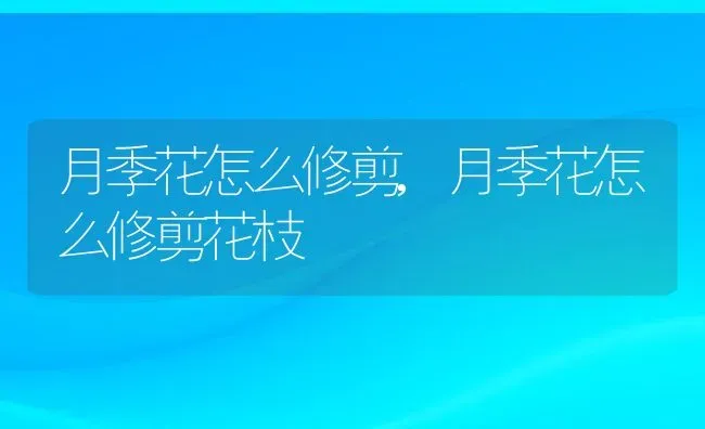 月季花怎么修剪,月季花怎么修剪花枝 | 宠物百科知识