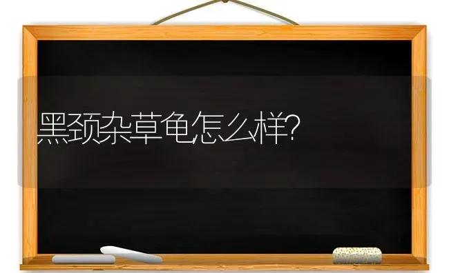 博美犬和日本银狐哪种更好养？ | 动物养殖问答