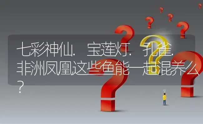 七彩神仙.宝莲灯.孔雀.非洲凤凰这些鱼能一起混养么？ | 鱼类宠物饲养