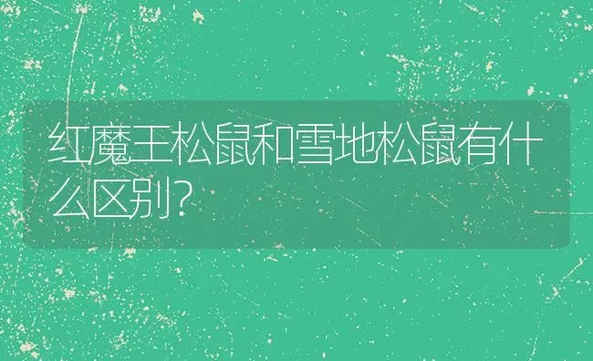 红魔王松鼠和雪地松鼠有什么区别？ | 动物养殖问答