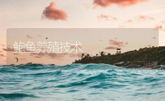 鲍鱼养殖技术 | 海水养殖技术