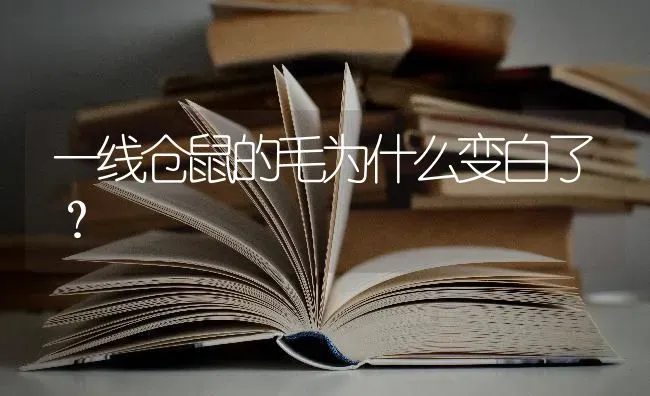 一线仓鼠的毛为什么变白了？ | 动物养殖问答