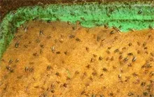 饲养蝇蛆的塑料盆繁殖生产技术