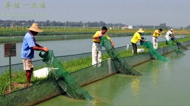 夏季高温酷暑泥鳅养殖的水质管理