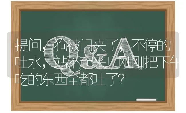 提问，狗被门夹了，不停的吐水，站不起来！刚刚把下午吃的东西全都吐了？ | 动物养殖问答