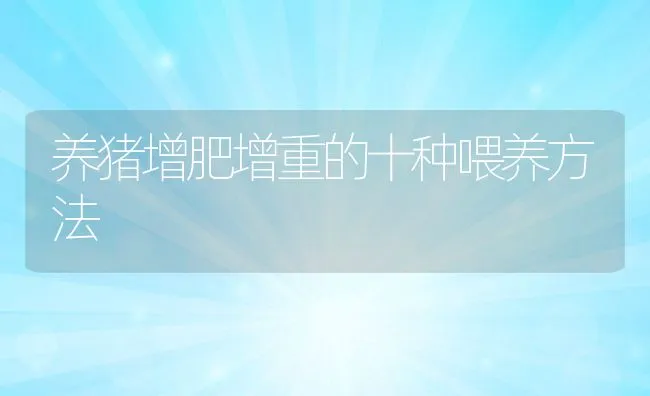 养猪增肥增重的十种喂养方法 | 动物养殖饲料