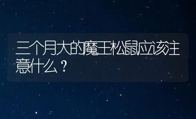 三个月大的魔王松鼠应该注意什么？ | 动物养殖问答