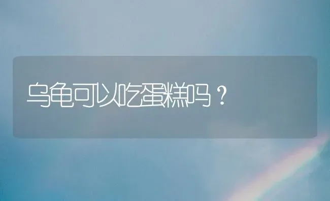 乌龟可以吃蛋糕吗？ | 动物养殖问答