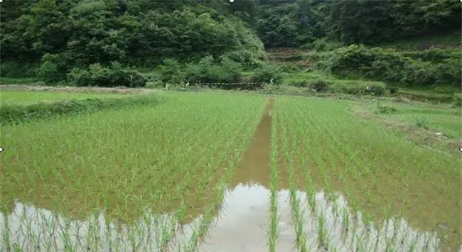 稻田养殖鲫鱼技术