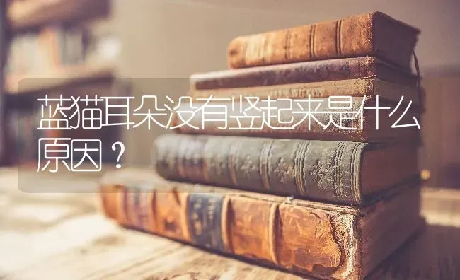 蓝猫耳朵没有竖起来是什么原因？ | 动物养殖问答