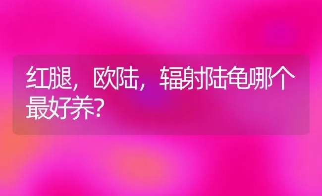 红腿，欧陆，辐射陆龟哪个最好养？ | 动物养殖问答