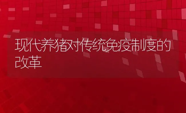 现代养猪对传统免疫制度的改革 | 动物养殖饲料