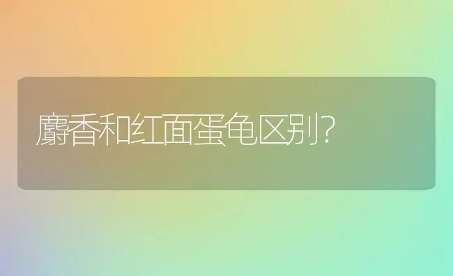 麝香和红面蛋龟区别？ | 动物养殖问答