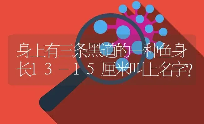 身上有三条黑道的一种鱼身长13-15厘米叫上名字？ | 鱼类宠物饲养