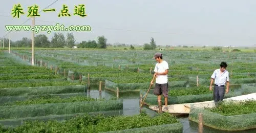 四月份池塘养殖特点及关键点提醒