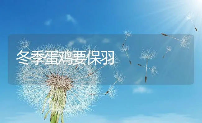 冬季蛋鸡要保羽 | 动物养殖学堂