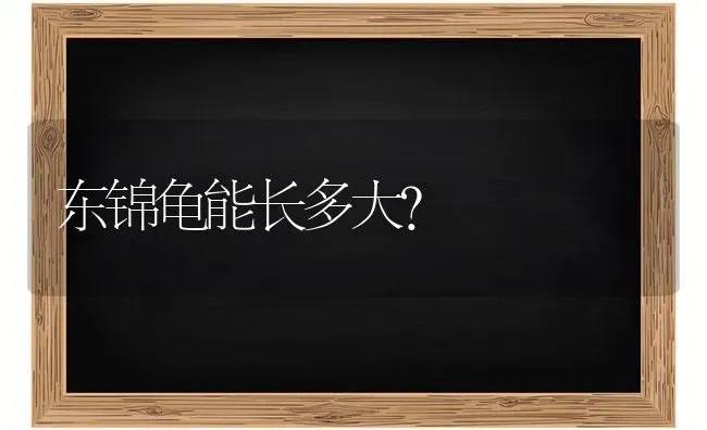 东锦龟能长多大？ | 动物养殖问答