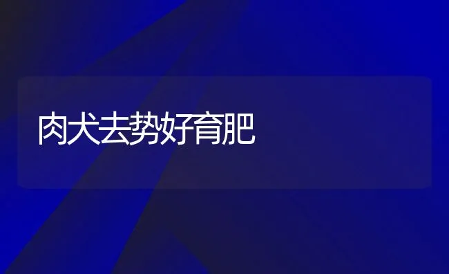 肉犬去势好育肥 | 水产养殖知识