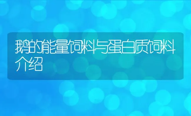 鹅的能量饲料与蛋白质饲料介绍 | 动物养殖学堂