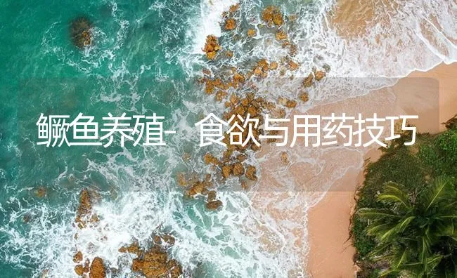 鳜鱼养殖-食欲与用药技巧 | 海水养殖技术