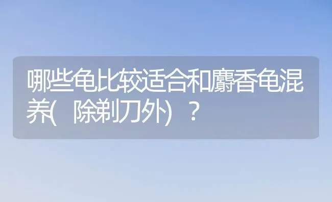 哪些龟比较适合和麝香龟混养(除剃刀外)？ | 动物养殖问答