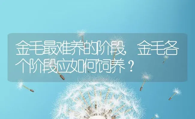 金毛最难养的阶段,金毛各个阶段应如何饲养？ | 宠物百科知识